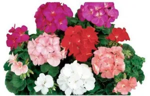 Geranium Ringo 2000 Mix Flower Seeds