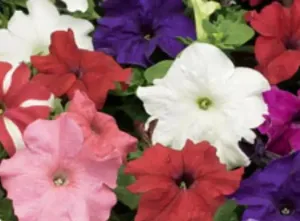 Petunia Single Gf. Bravo Mix Flower Seeds